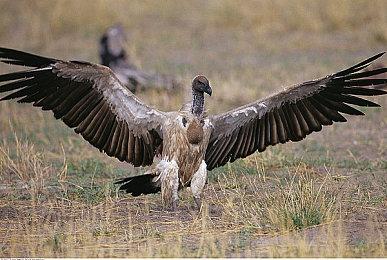 《森林管理员模拟器》试玩Demo上线 第二季度发售